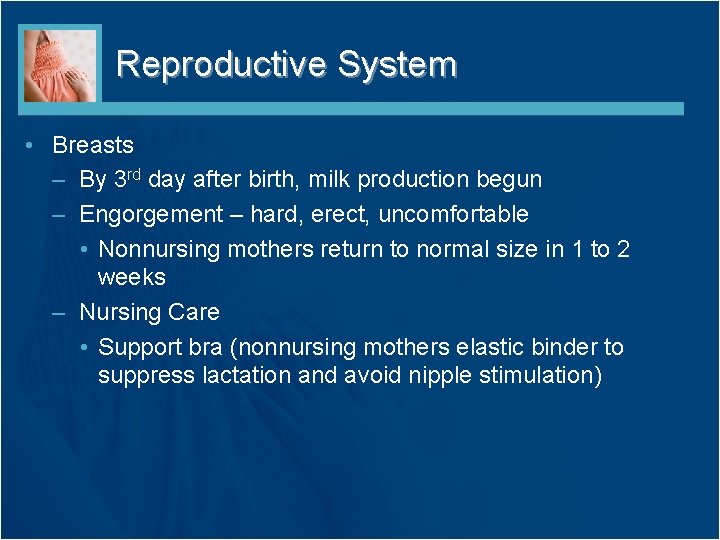 Reproductive System • Breasts – By 3 rd day after birth, milk production begun