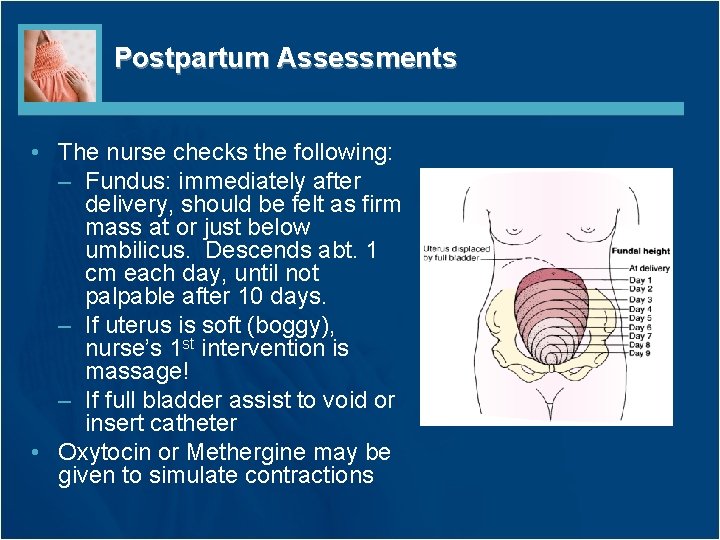 Postpartum Assessments • The nurse checks the following: – Fundus: immediately after delivery, should