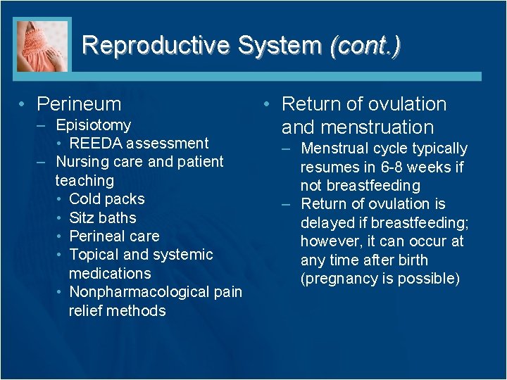 Reproductive System (cont. ) • Perineum – Episiotomy • REEDA assessment – Nursing care