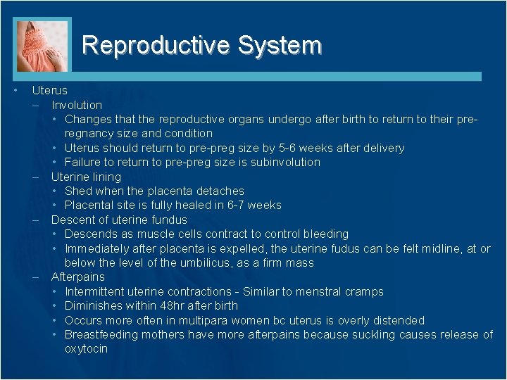 Reproductive System • Uterus – Involution • Changes that the reproductive organs undergo after Reproductive System • Uterus – Involution • Changes that the reproductive organs undergo after