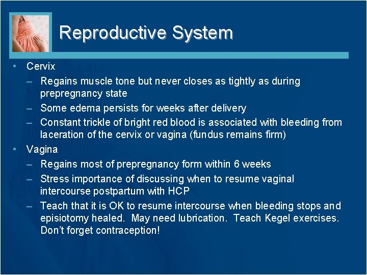 Reproductive System • Cervix – Regains muscle tone but never closes as tightly as