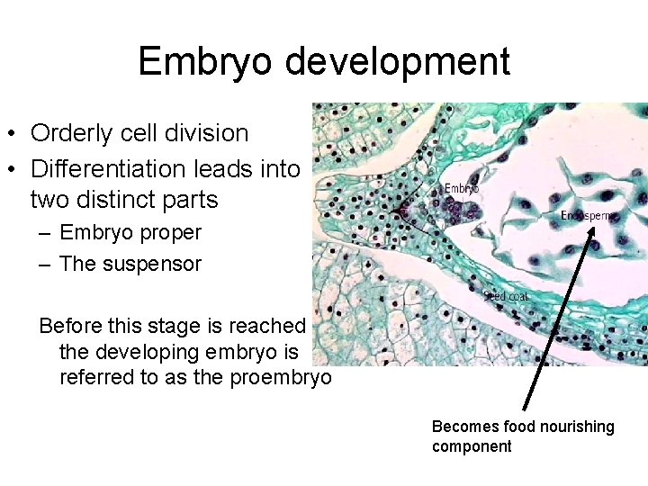 Embryo development • Orderly cell division • Differentiation leads into two distinct parts –