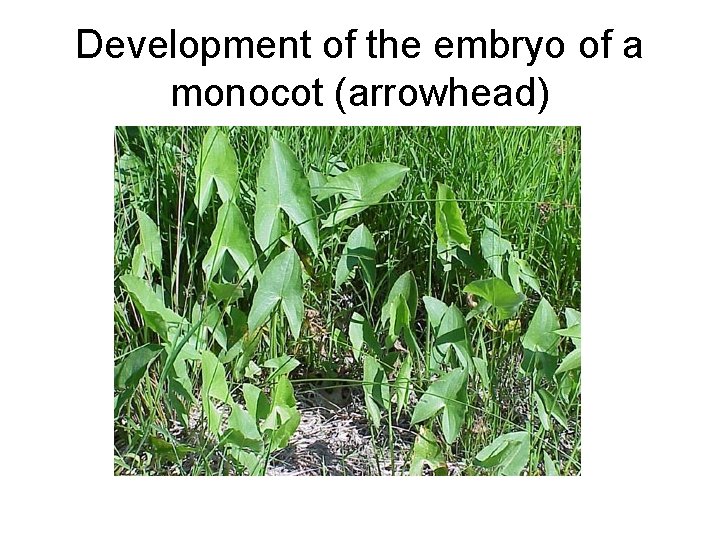 Development of the embryo of a monocot (arrowhead) 