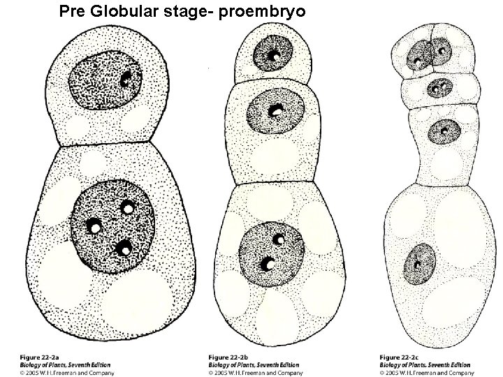 Pre Globular stage- proembryo 