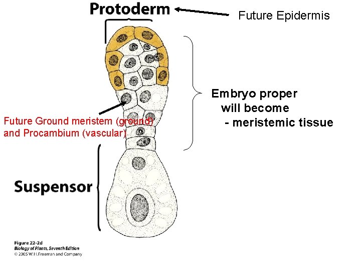 Future Epidermis Future Ground meristem (ground) and Procambium (vascular) Embryo proper will become -