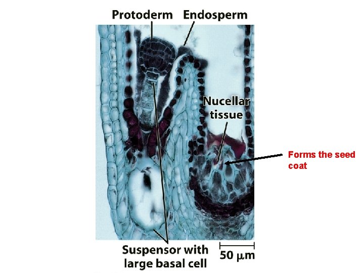 Forms the seed coat 