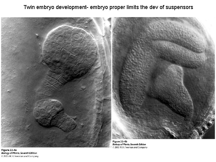 Twin embryo development- embryo proper limits the dev of suspensors 