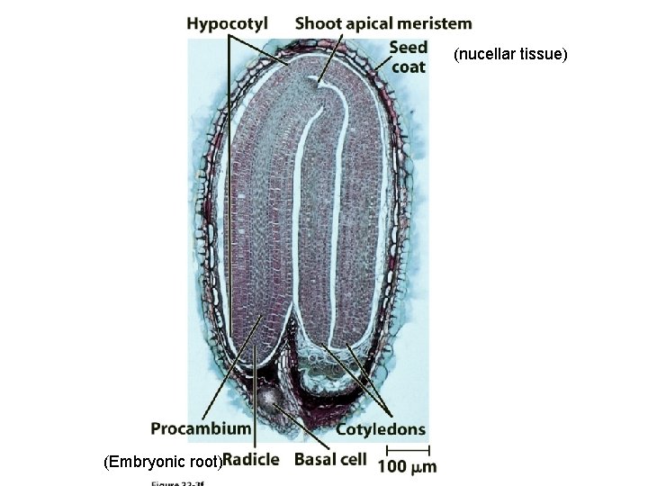 (nucellar tissue) (Embryonic root) 