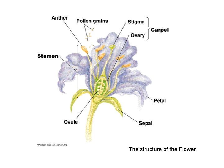 The structure of the Flower 