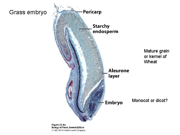 Grass embryo Mature grain or kernel of Wheat Monocot or dicot? 