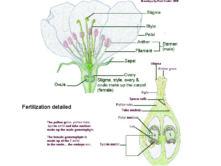 Fertilization detailed 