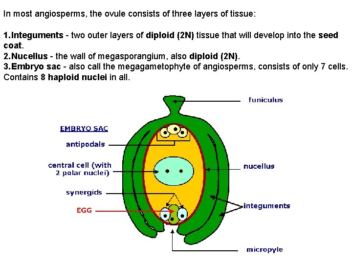 In most angiosperms, the ovule consists of three layers of tissue: 1. Integuments -