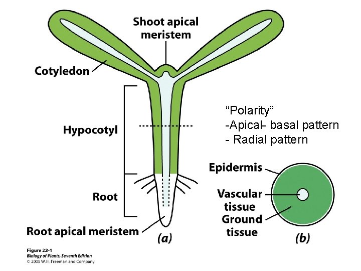 “Polarity” -Apical- basal pattern - Radial pattern 