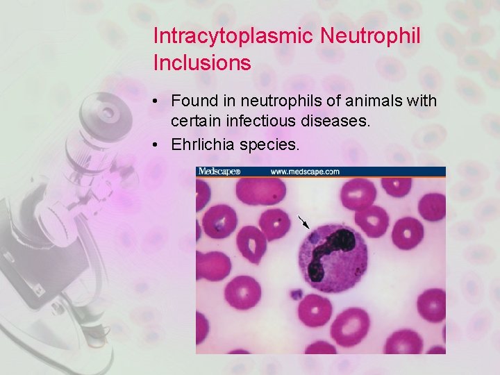 Intracytoplasmic Neutrophil Inclusions • Found in neutrophils of animals with certain infectious diseases. •