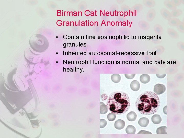 Birman Cat Neutrophil Granulation Anomaly • Contain fine eosinophilic to magenta granules. • Inherited