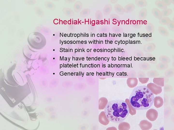 Chediak-Higashi Syndrome • Neutrophils in cats have large fused lysosomes within the cytoplasm. •