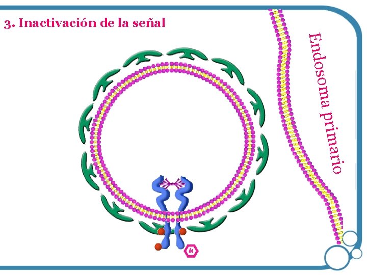 3. Inactivación de la señal ma pri Endoso mario 