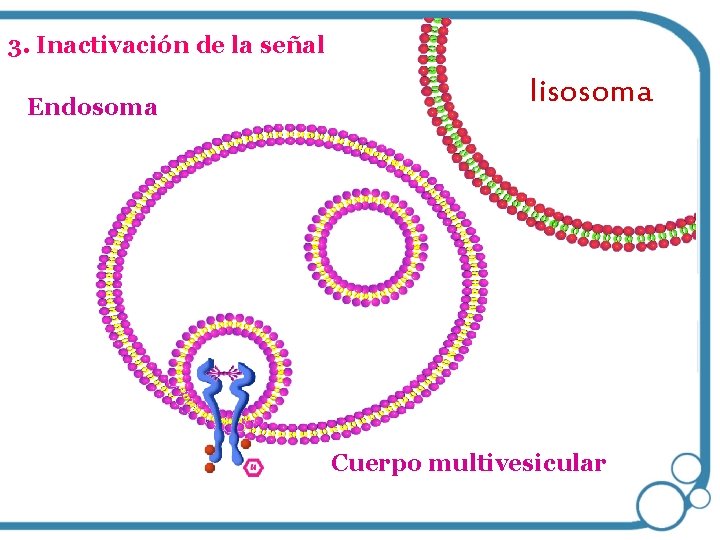 3. Inactivación de la señal Endosoma lisosoma Cuerpo multivesicular 