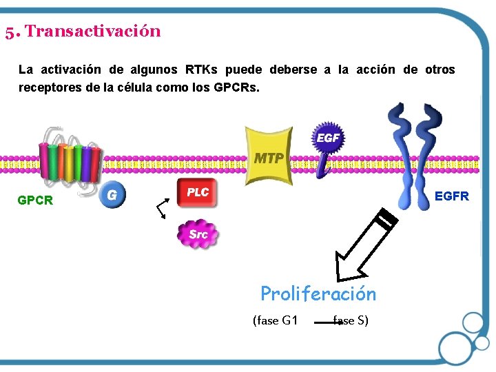 5. Transactivación La activación de algunos RTKs puede deberse a la acción de otros