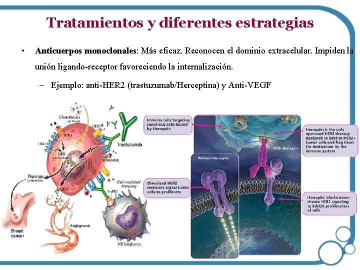 Tratamientos y diferentes estrategias • Anticuerpos monoclonales: monoclonales Más eficaz. Reconocen el dominio extracelular.