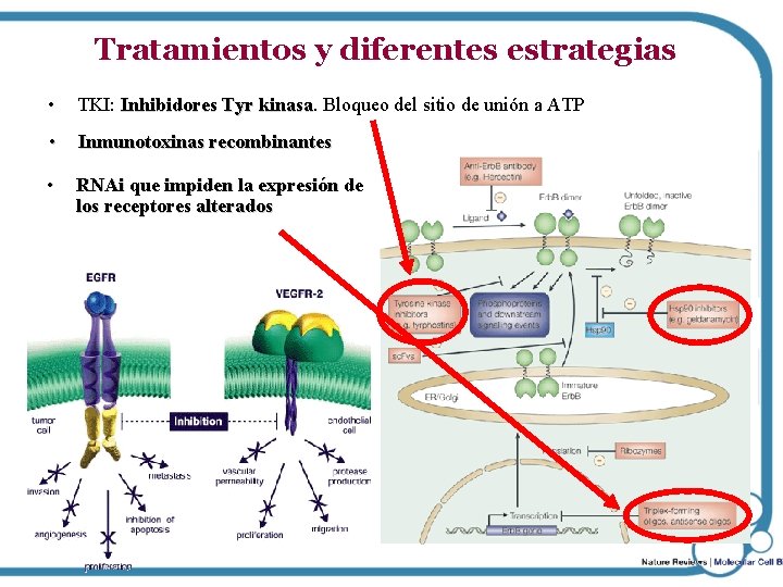 Tratamientos y diferentes estrategias • TKI: Inhibidores Tyr kinasa Bloqueo del sitio de unión