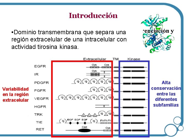 Introducción • • Dominio Implicados en proliferación, transmembrana quesupervivencia, separa una diferenciación y migración