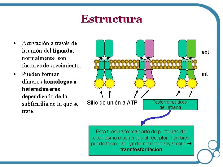 Estructura • Activación a través de la unión del ligando, ligando normalmente son factores