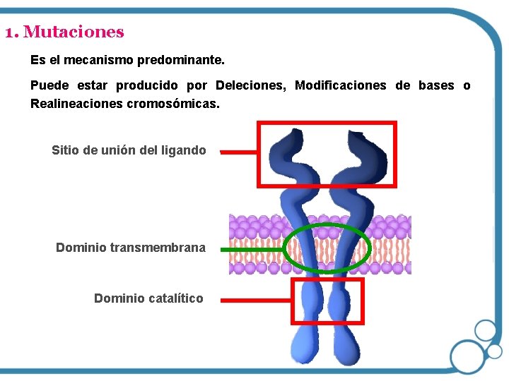 1. Mutaciones Es el mecanismo predominante. Puede estar producido por Deleciones, Modificaciones de bases