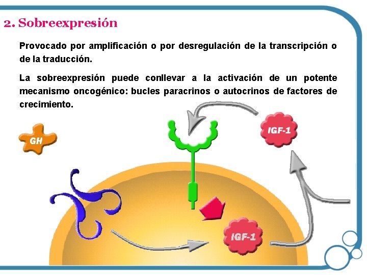 2. Sobreexpresión Provocado por amplificación o por desregulación de la transcripción o de la