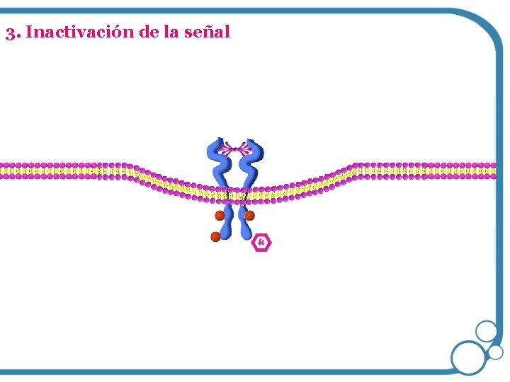 3. Inactivación de la señal 