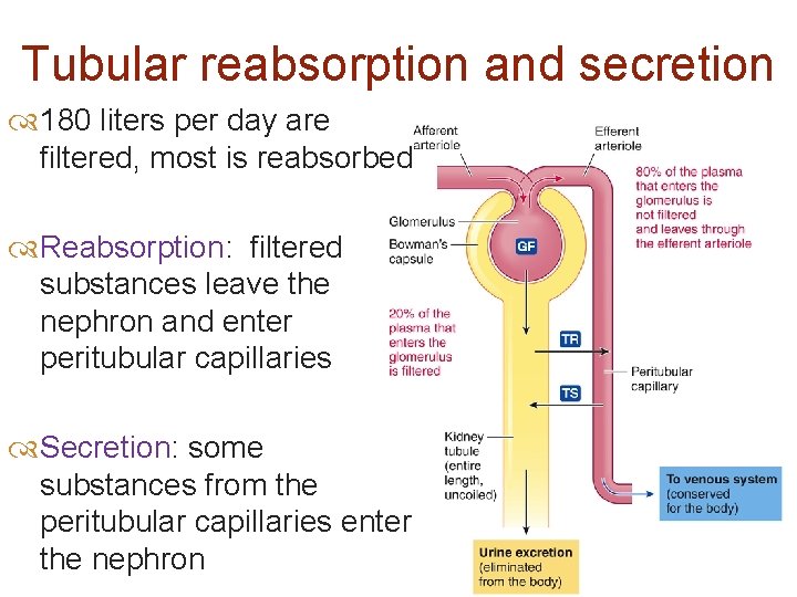 Tubular reabsorption and secretion 180 liters per day are filtered, most is reabsorbed Reabsorption: