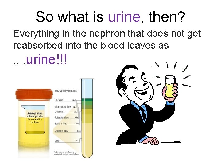 So what is urine, then? Everything in the nephron that does not get reabsorbed