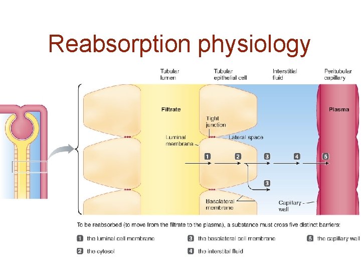 Reabsorption physiology 