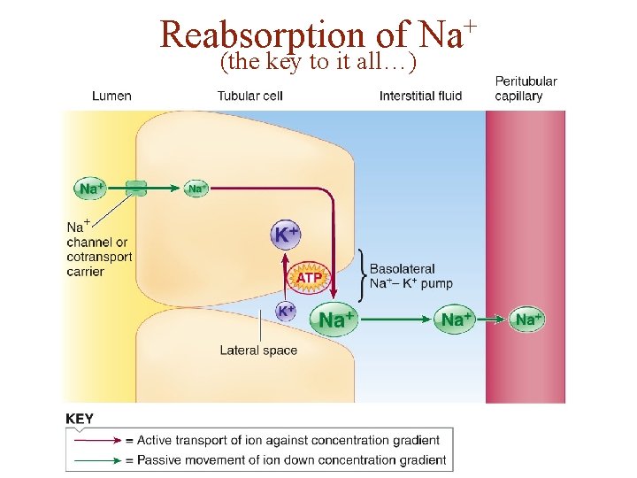 Reabsorption of (the key to it all…) + Na 
