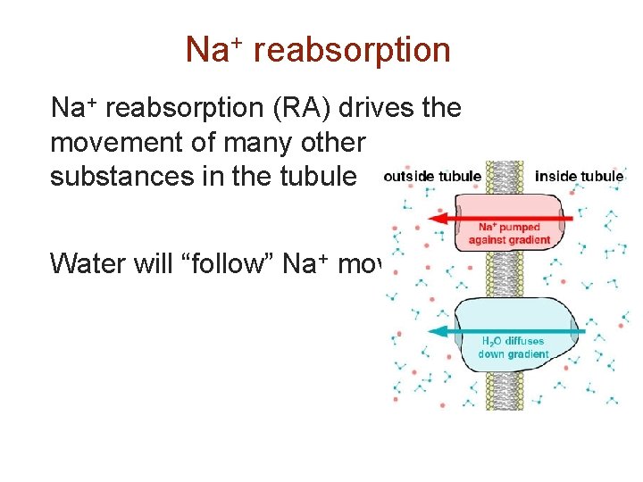 Na+ reabsorption (RA) drives the movement of many other substances in the tubule Water