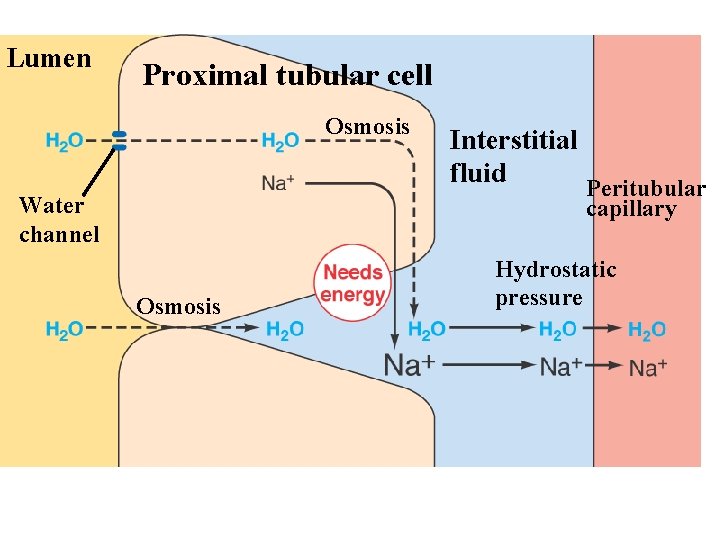 Lumen Page 533 Proximal tubular cell Osmosis Water channel Interstitial fluid Peritubular capillary Osmosis