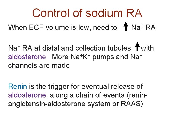 Control of sodium RA When ECF volume is low, need to Na+ RA at