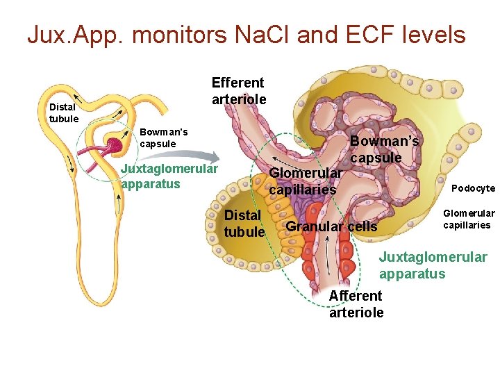 Jux. App. monitors Na. Cl and ECF levels Efferent arteriole Distal tubule Bowman’s capsule