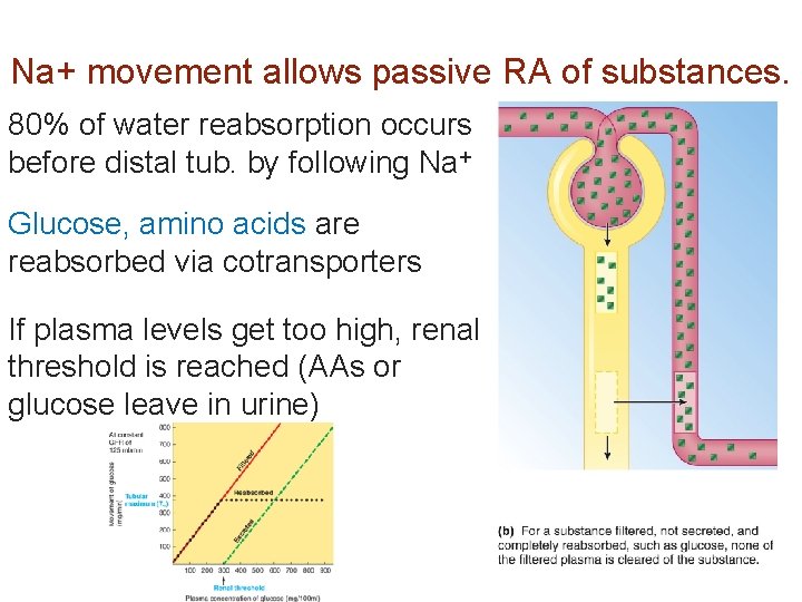 Na+ movement allows passive RA of substances. 80% of water reabsorption occurs before distal