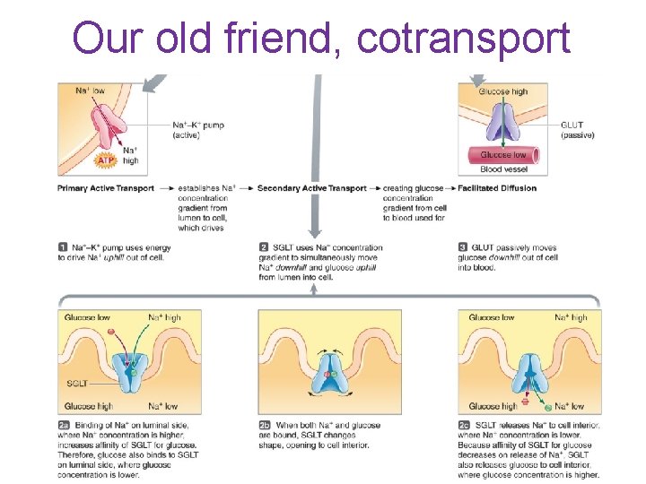 Our old friend, cotransport 