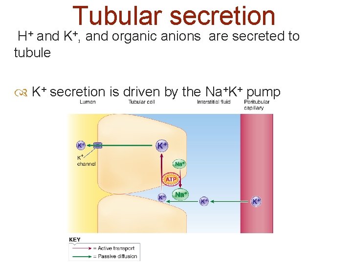 Tubular secretion H+ and K+, and organic anions are secreted to tubule K+ secretion