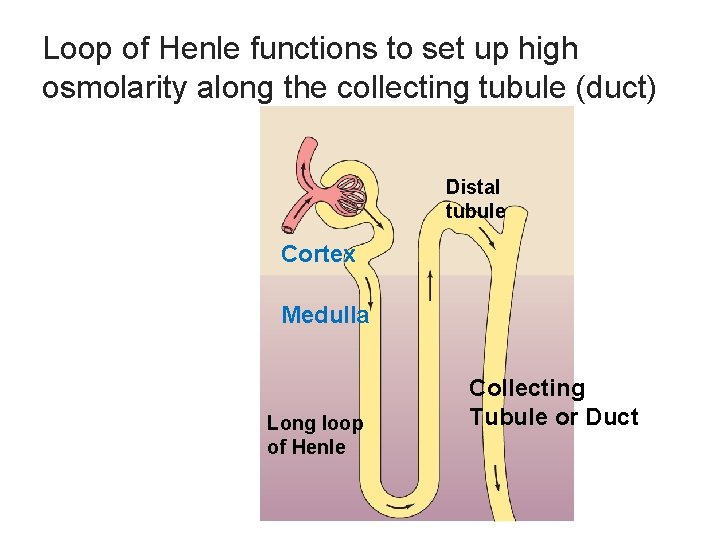 Loop of Henle functions to set up high osmolarity along the collecting tubule (duct)
