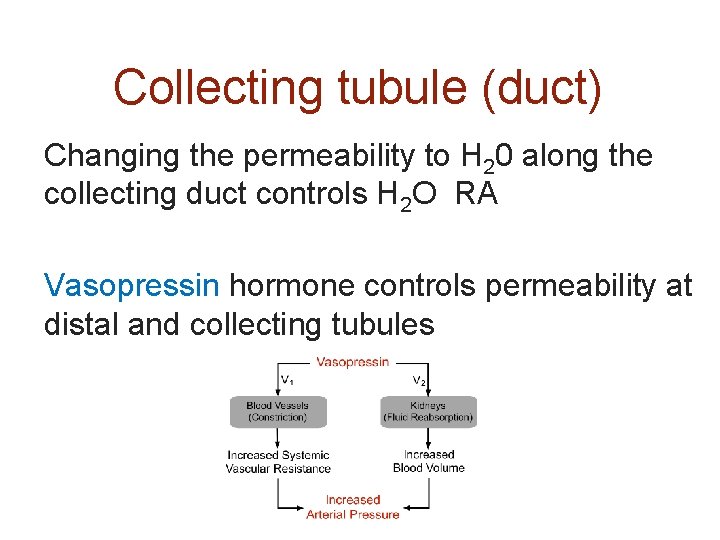 Collecting tubule (duct) Changing the permeability to H 20 along the collecting duct controls