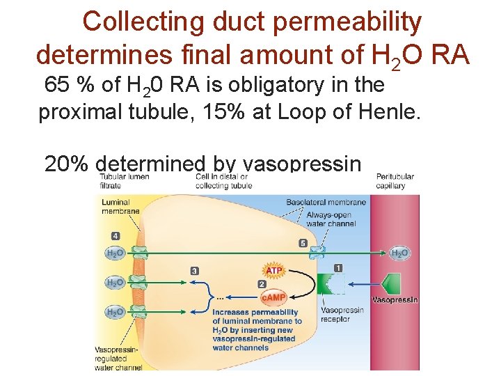 Collecting duct permeability determines final amount of H 2 O RA 65 % of