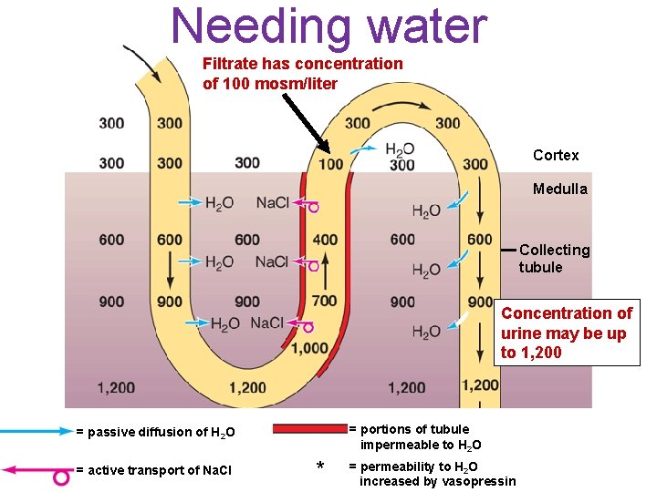 Needing water Filtrate has concentration of 100 mosm/liter Cortex Medulla Collecting tubule Concentration of