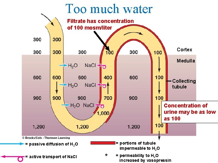 Too much water Filtrate has concentration of 100 mosm/liter Cortex Medulla Collecting tubule Concentration