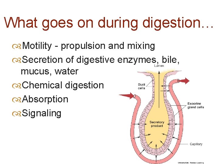 What goes on during digestion… Motility - propulsion and mixing Secretion of digestive enzymes,