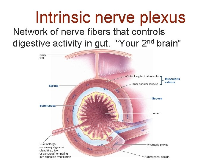 Intrinsic nerve plexus Network of nerve fibers that controls digestive activity in gut. “Your