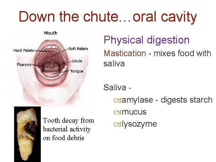 Down the chute…oral cavity Physical digestion Mastication - mixes food with saliva Tooth decay