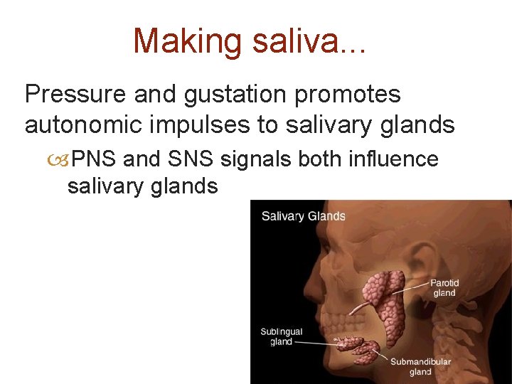 Making saliva. . . Pressure and gustation promotes autonomic impulses to salivary glands PNS